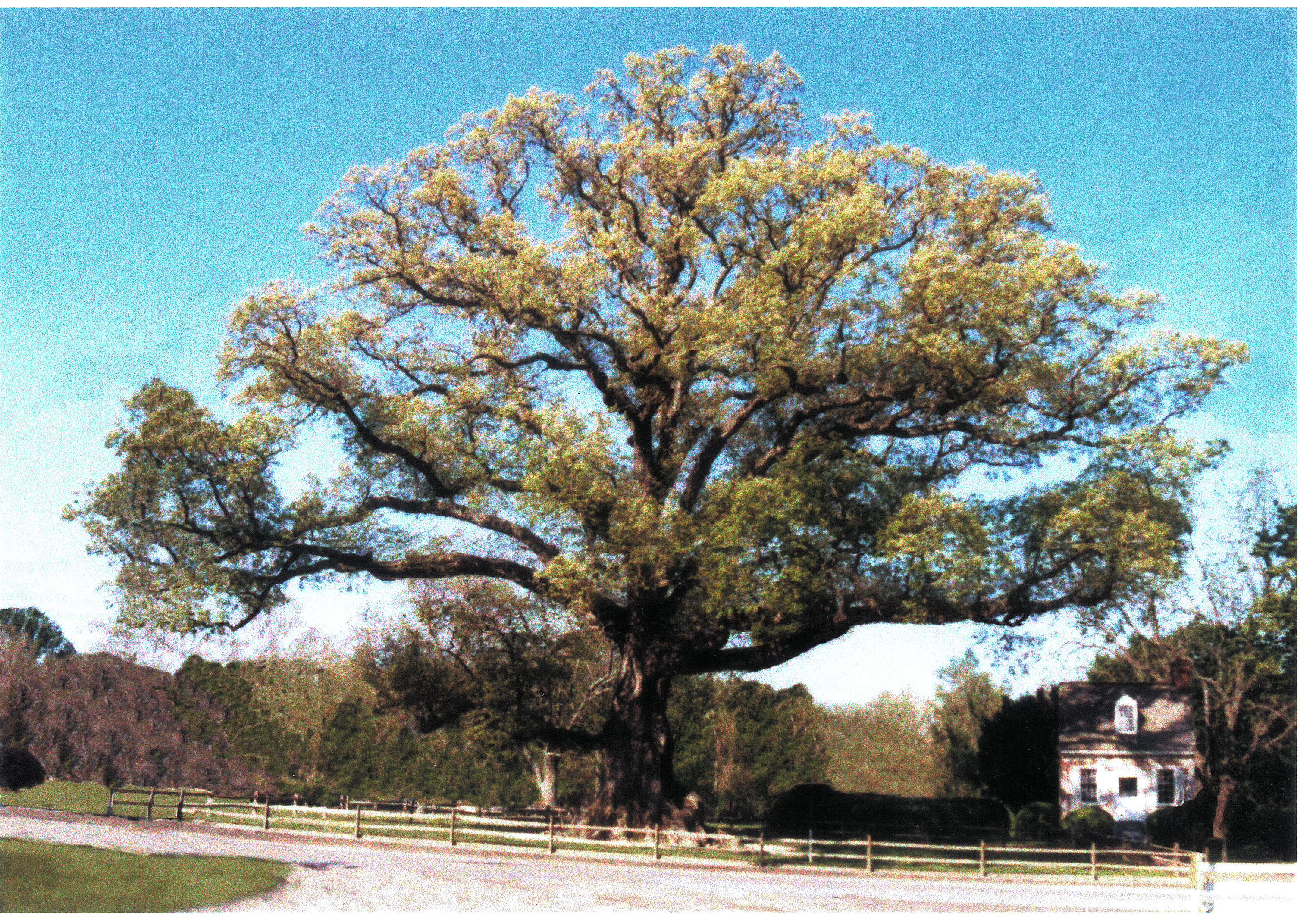 The Wye Oak.