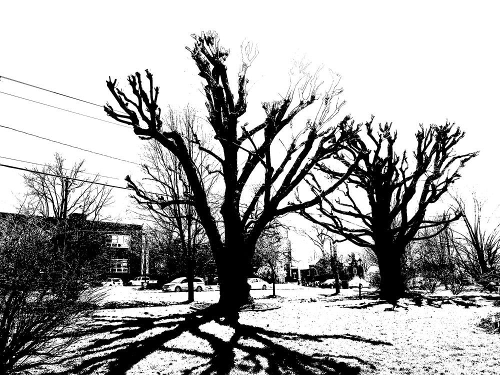trees_IMG_4646
