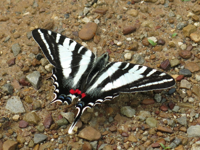 zebraSwallowtail