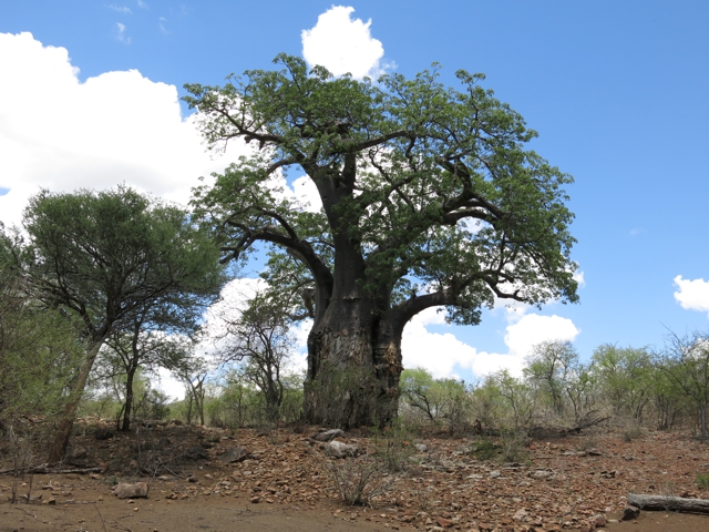 baobab