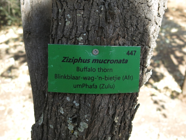 buffaloThornSign