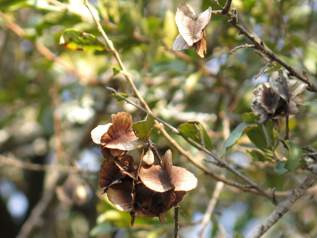 russetBushwillow