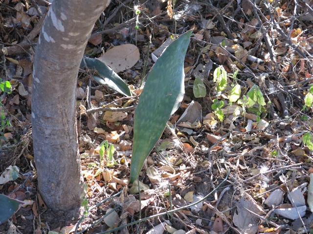 sansevieria